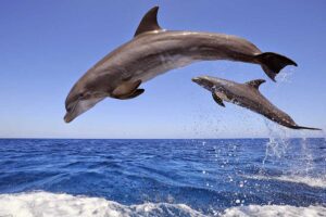 Dolphin House Royal Sea Trip